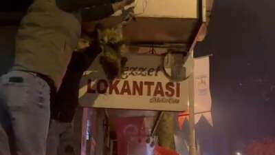 İznik’te kablolara dolanan kedi kurtarıldı