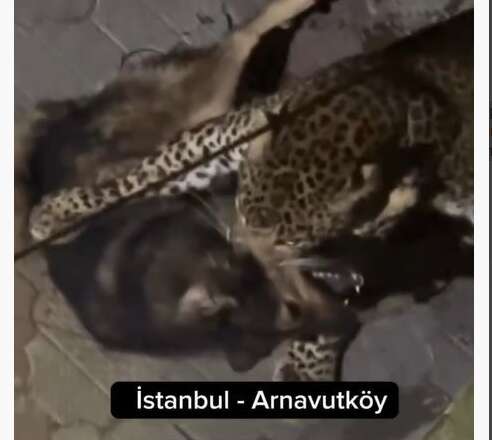 Hindistan’da çekilen görüntüyü İstanbul’daymış gibi paylaştılar Hindistan’da çekilen görüntüyü İstanbul’daymış gibi paylaştılar
