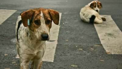 Bakanlık valiliklere yazı gönderdi! Sahipsiz köpek başına 71 bin TL ceza