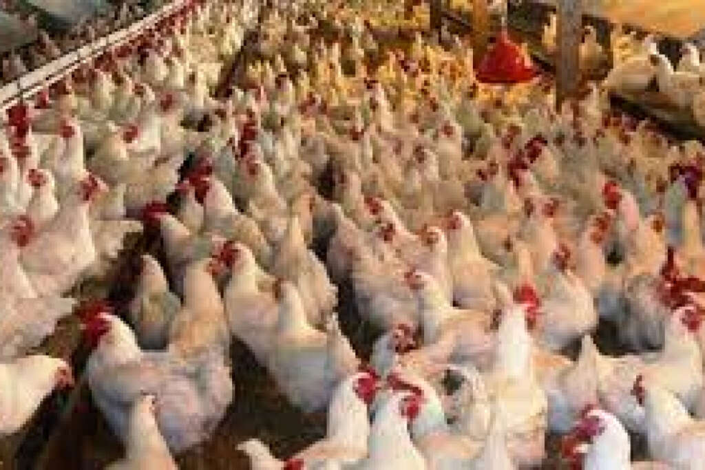 Tavuk eti üretiminde artış