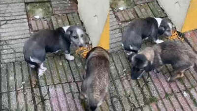 Bursa’da okulda beslenen köpek öğrenciyi ısırdı!
