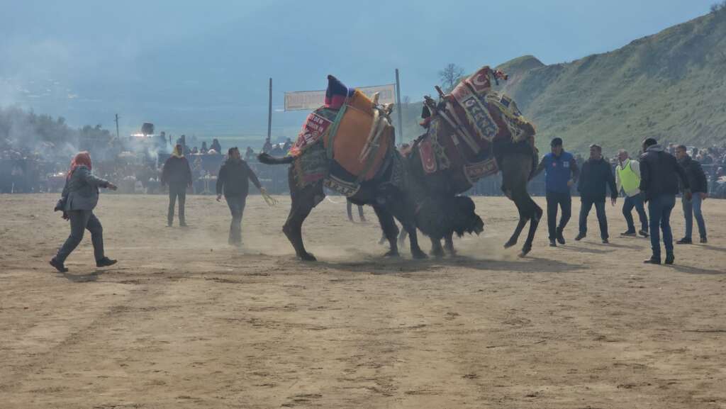 15 bin kişi deve güreşlerini izlemek için topladı