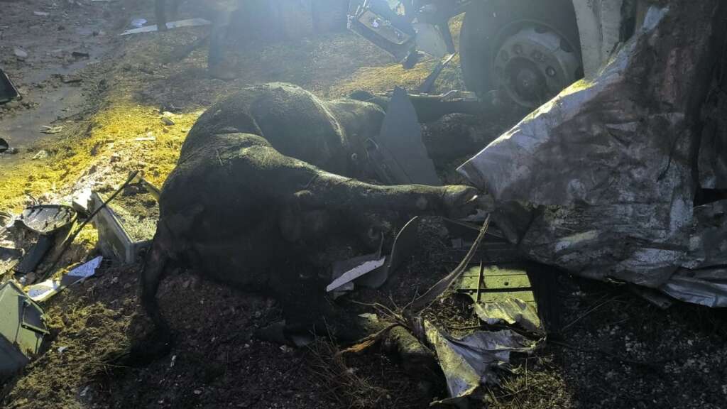 Büyükbaş hayvan yüklü tır devrildi: 1 ölü, 1 yaralı