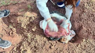 Yeni doğan bebek cinayeti: Bebeğini canice öldüren anne tutuklandı