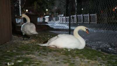 Kuğulu Park’ın havuzu dondu