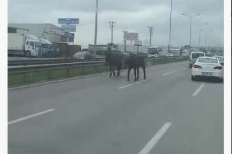 Bursa’da başıboş atlar ana yolu hipodroma çevirdi