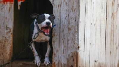 Polise pitbull saldırısı