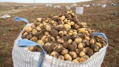 Cumhurbaşkanı Erdoğan’dan patates talimatı haberiyle umutlanan üretici uygulama bekliyor