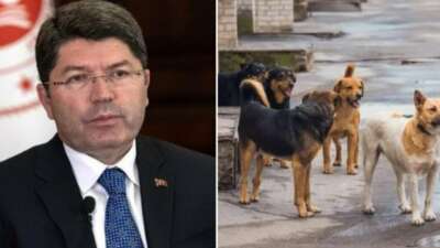 Sahipsiz hayvan saldırılarına ilişkin soruşturma başlatıldı