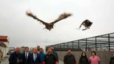 Tedavisi tamamlanan hayvanlar doğaya salındı