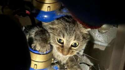 İtfaiyeden kedi kurtarma operasyonu