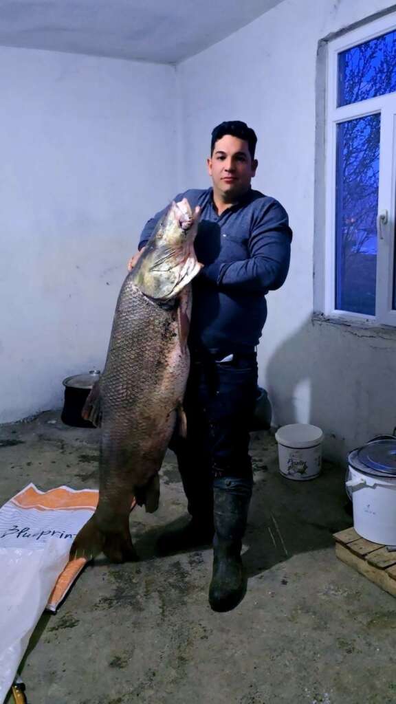 Dev turna balığı yakalandı: Ağırlığı 60 kilogram