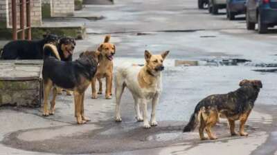 Sokak köpekleri tarafından öldürülen çocuk hakkında açıklama