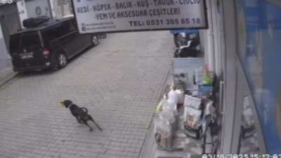 Bursa’da kediyi kıskanan köpek, mamayı alıp kaçtı