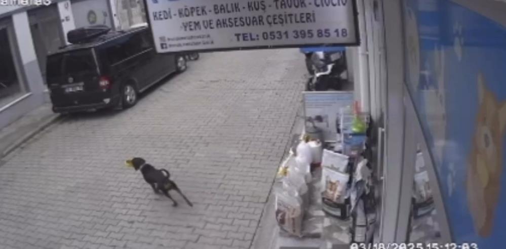 Bursa’da kediyi kıskanan köpek, mamayı alıp kaçtı