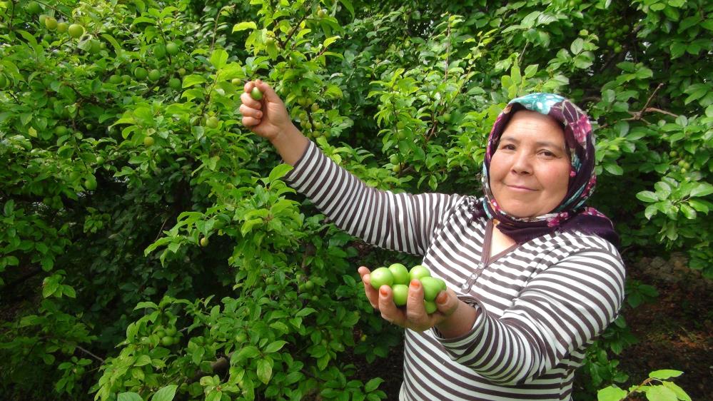 Hasada 8 bin TL ile başlanan erikte fiyat 400 TL’ye kadar düştü