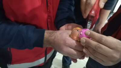 Gagasına top sıkışan papağanı itfaiye kurtardı