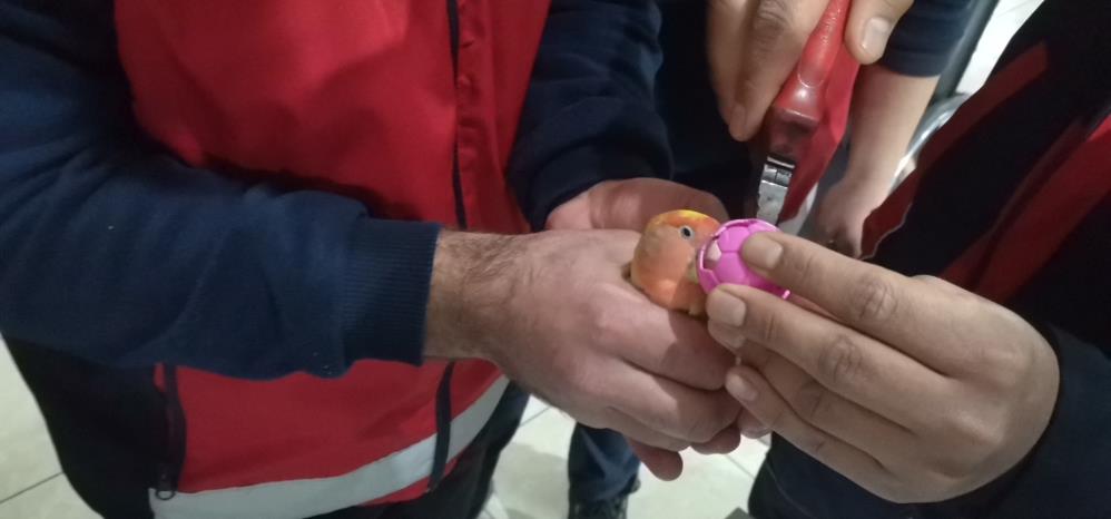 Gagasına top sıkışan papağanı itfaiye kurtardı Gagasına top sıkışan papağanı itfaiye kurtardı