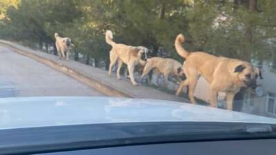 Tedirgin eden görüntü: Sokaklarda köpek çeteleri