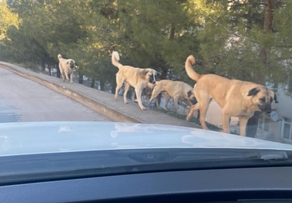 Tedirgin eden görüntü: Sokaklarda köpek çeteleri