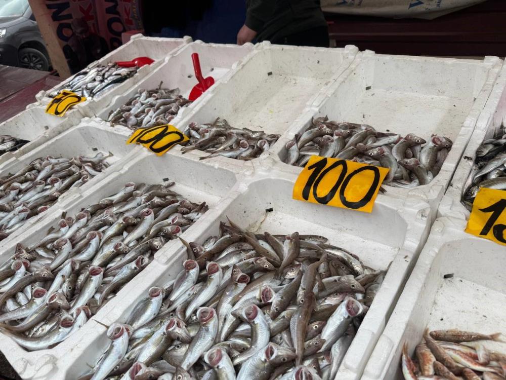 Mezgitin kilosu 100 liraya geriledi