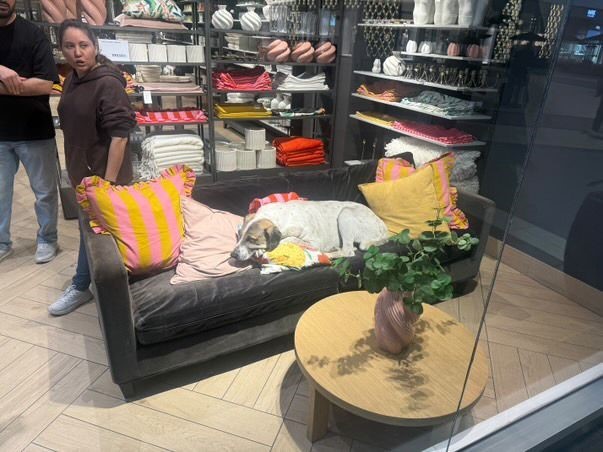 AVM’de sahipsiz köpek 3 yaşındaki çocuğa saldırdı