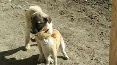 Kedi ile köpeğin samimi anları kamerada