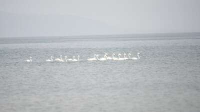 Flamingolar göç yolunda İznik Gölü’nde mola verdi