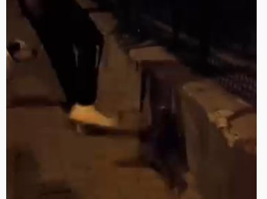 Kediye tekme atan vicdansız gözaltına alındı Kediye tekme atan vicdansız gözaltına alındı