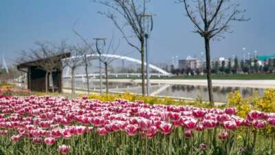 Bursa park ve bahçeleri baharla renklenecek