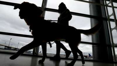 “Uçağa alamayız” dediler: Köpeğini havaalanı tuvaletinde öldürdü