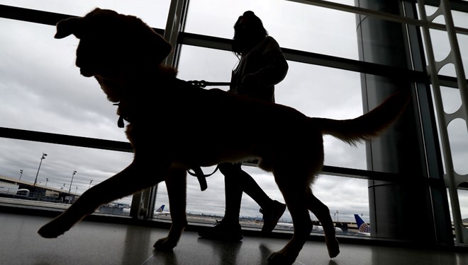“Uçağa alamayız” dediler: Köpeğini havaalanı tuvaletinde öldürdü