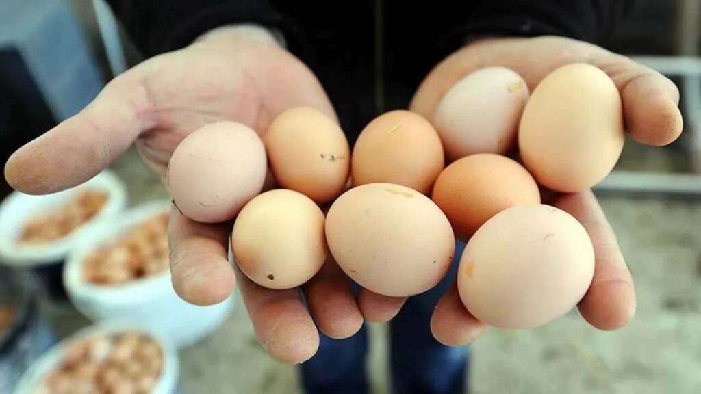 Yumurtada yeni karar Resmî Gazete’de! Bakanlık frene bastı