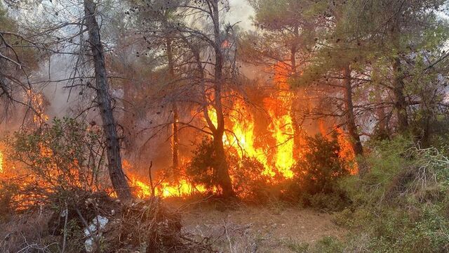 Çanakkale’de orman yangınında 2 kardeşe para cezası verildi