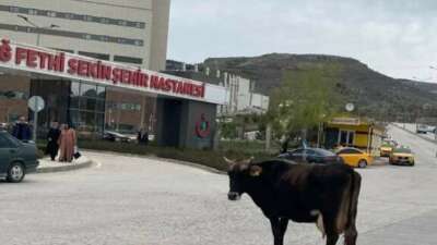 Yolunu kaybeden inek hastane önünü mesken tuttu