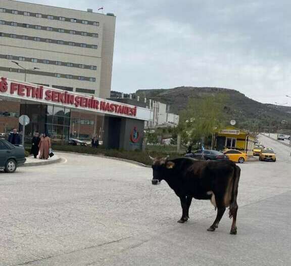 Yolunu kaybeden inek hastane önünü mesken tuttu