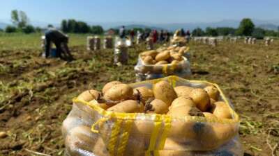 Patates ihracatı 2 ayda 114 kat arttı