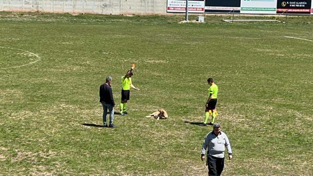 Sahaya giren köpeğe kırmızı kart
