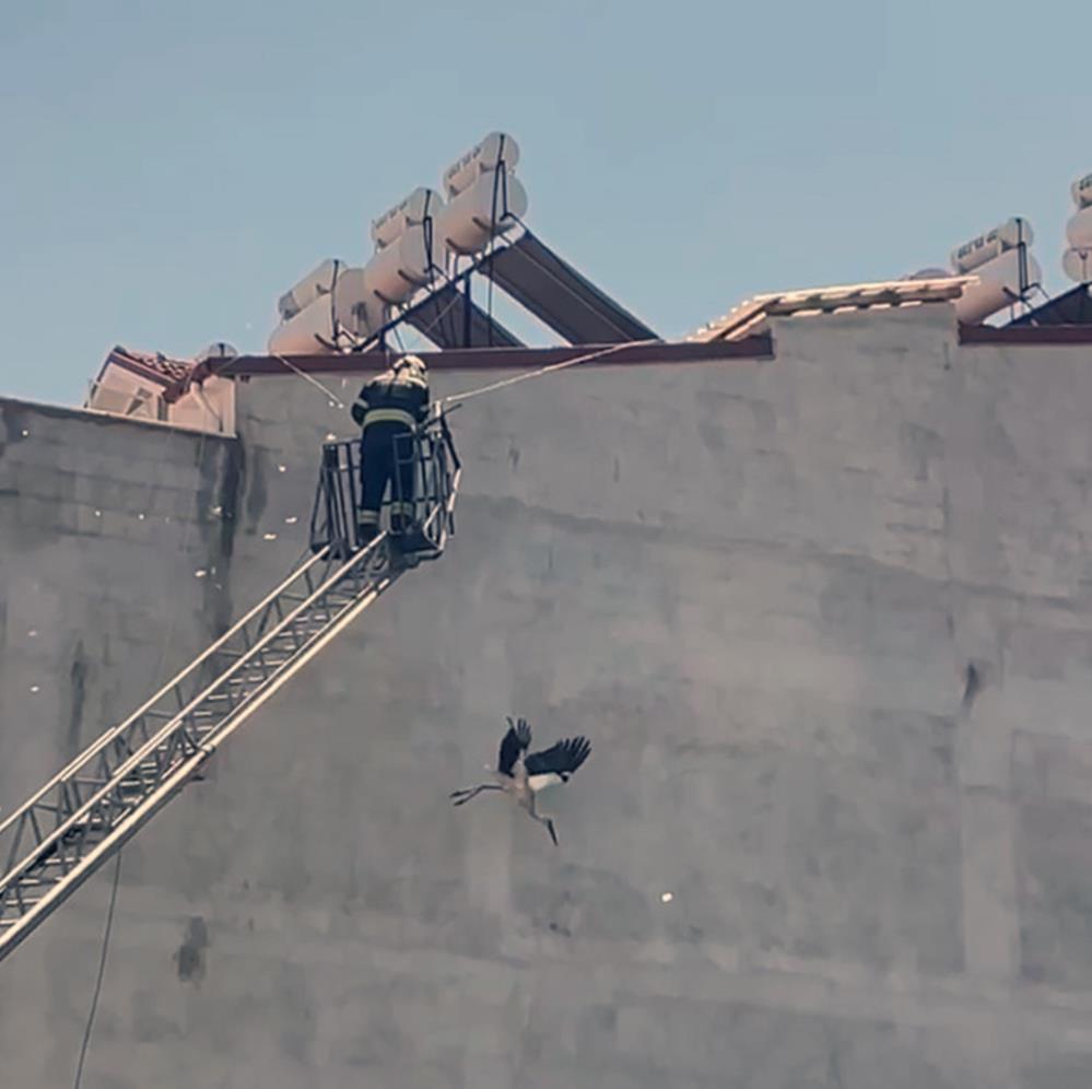 Kabloya dolanan leyleği itfaiye ekipleri kurtardı