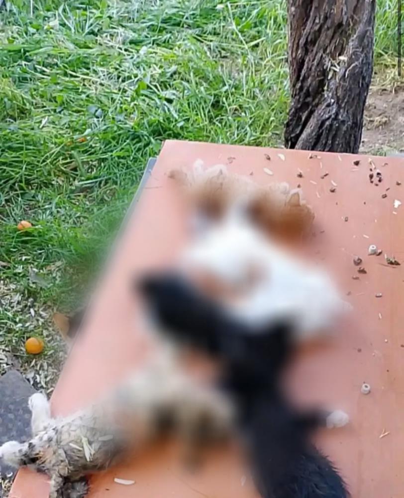 Bursa’da yavru kedi katliamı
