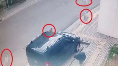 Bursa’da başıboş köpekler küçük çocuğu korkuttu!