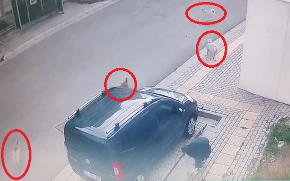 Bursa’da başıboş köpekler küçük çocuğu korkuttu!