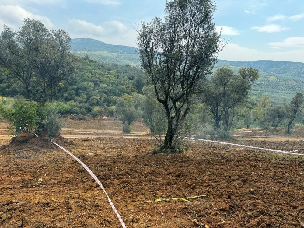 Bursa’da vatandaşlara zeytinlik uyarısı!