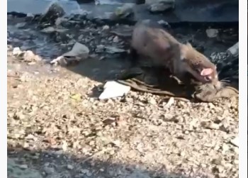 Bursa’da denizden gelen misafir