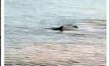 Datça’da kıyıya yakın bölgede iki köpek balığı görüldü