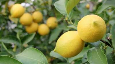 Limon ihracatı durduruldu