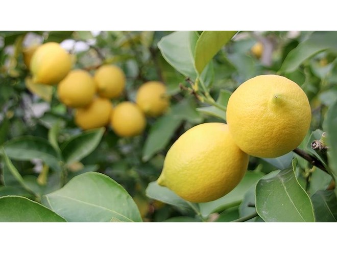 Limon ihracatı durduruldu