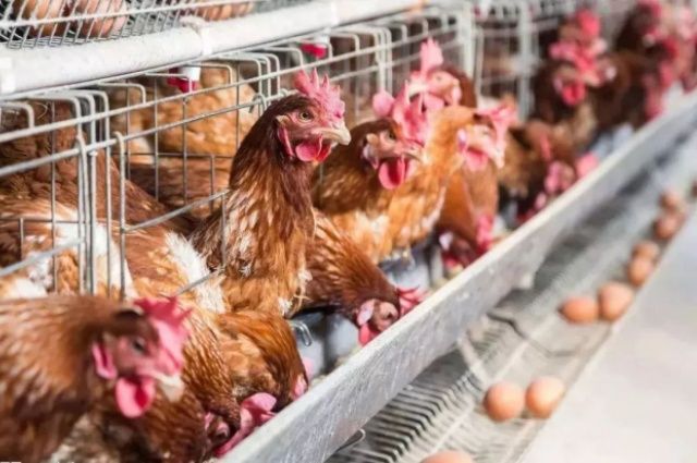 Tavuk yumurtası üretimi yıllık yüzde 10,8 azaldı