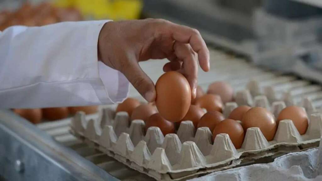 Yumurta fiyatları neden bir anda iki katına çıktı? İşte perde arkası