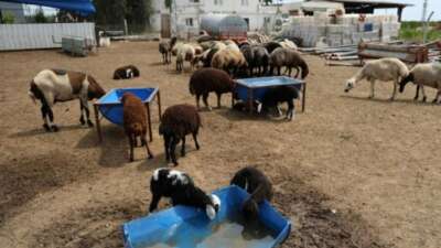 77 koyun telef oldu: Bu bir katliam